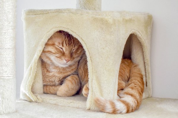 Réduire les frais vétérinaires du chat: astuces et conseils